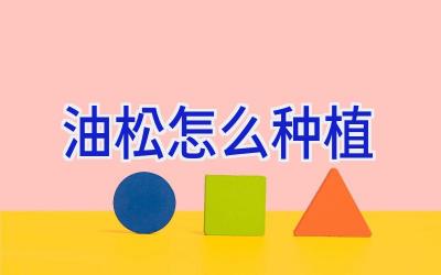油松怎么种植插图
