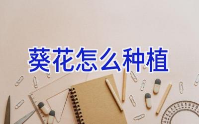 葵花怎么种植插图