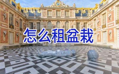 怎么租盆栽插图