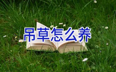 吊草怎么养插图