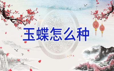 玉蝶怎么种插图