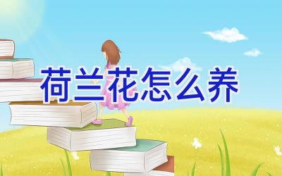 荷兰花怎么养插图