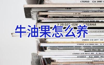 牛油果怎么养插图