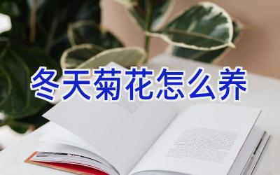 冬天菊花怎么养插图