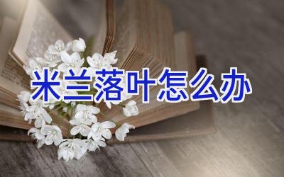 米兰落叶怎么办插图