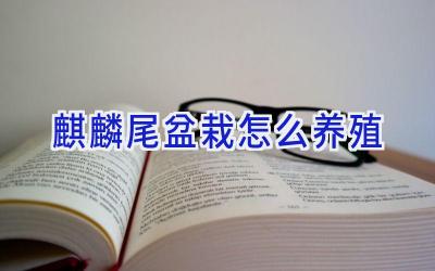 麒麟尾盆栽怎么养殖插图