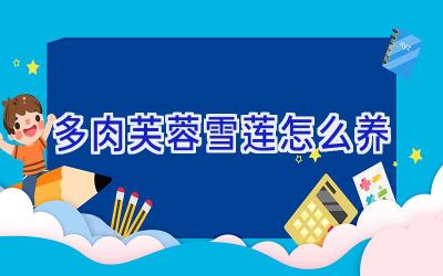 多肉芙蓉雪莲怎么养插图