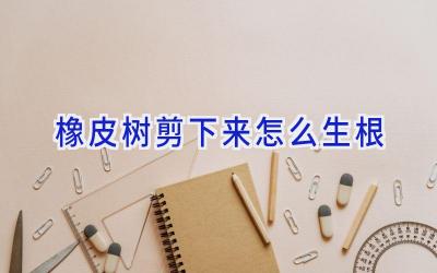 橡皮树剪下来怎么生根插图