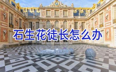 石生花徒长怎么办插图 石生花徒长怎么办插图