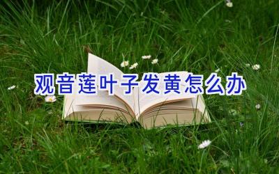 观音莲叶子发黄怎么办插图