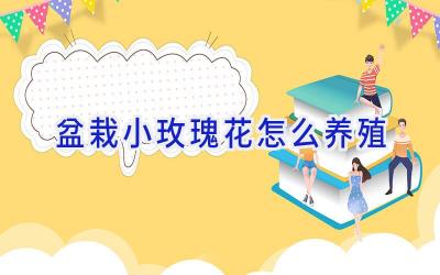 盆栽小玫瑰花怎么养殖插图