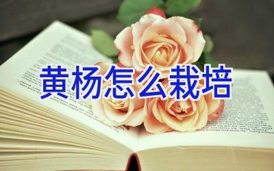 黄杨怎么栽培插图