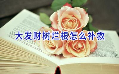 大发财树烂根怎么补救插图