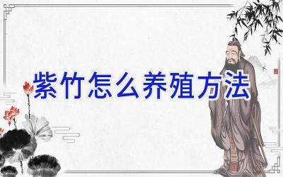 紫竹怎么养殖方法插图