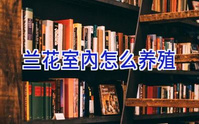 兰花室内怎么养殖插图 兰花室内怎么养殖插图