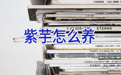 紫芋怎么养插图