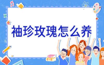 袖珍玫瑰怎么养插图 袖珍玫瑰怎么养插图