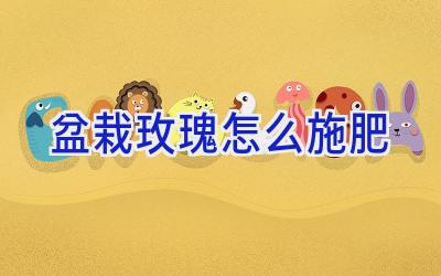 盆栽玫瑰怎么施肥插图