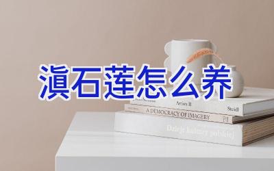 滇石莲怎么养插图