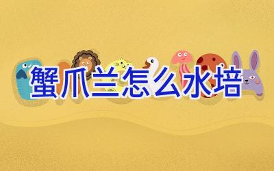 蟹爪兰怎么水培插图 蟹爪兰怎么水培插图
