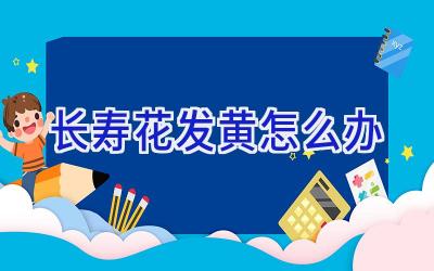 长寿花发黄怎么办插图