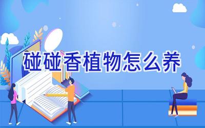 碰碰香植物怎么养插图