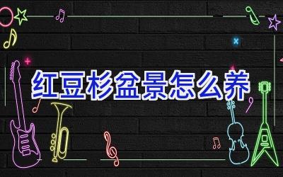 红豆杉盆景怎么养插图