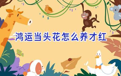 鸿运当头花怎么养才红插图