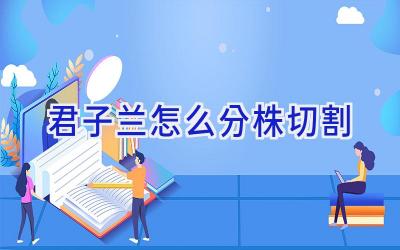 君子兰怎么分株切割插图