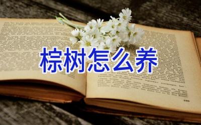 棕树怎么养插图