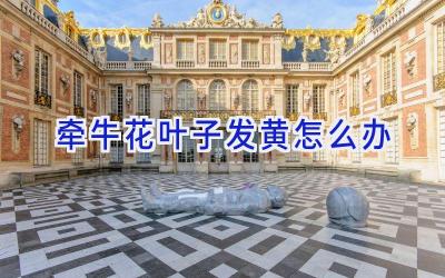 牵牛花叶子发黄怎么办插图