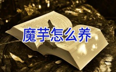 魔芋怎么养插图