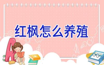 红枫怎么养殖插图