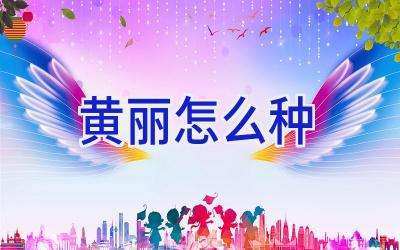 黄丽怎么种插图 黄丽怎么种插图