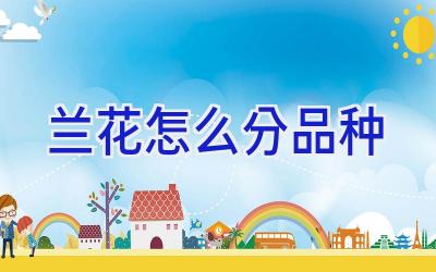 兰花怎么分品种插图