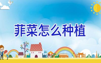 菲菜怎么种植插图 菲菜怎么种植插图