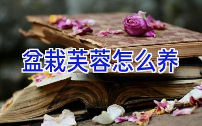 盆栽芙蓉怎么养插图