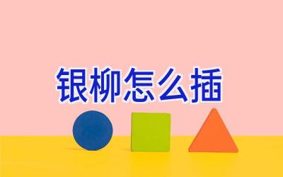 银柳怎么插插图