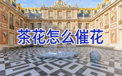 茶花怎么催花插图