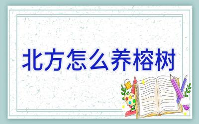 北方怎么养榕树插图