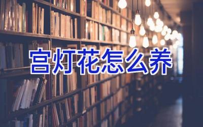 宫灯花怎么养插图