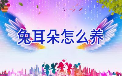 兔耳朵怎么养插图